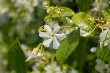 Jasmine flowers video link